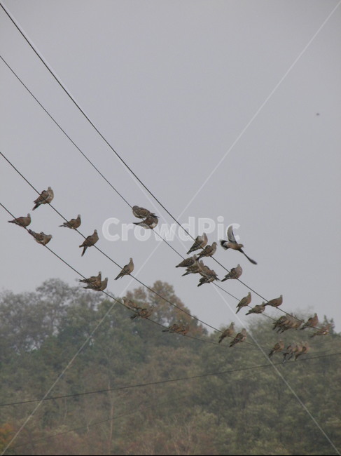 새,자연,아름다운,풍경,자연적인,동물,animal,조류,새,birds