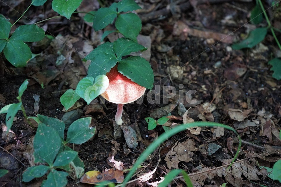 버섯,mashroom,nature,umbrella,우산,자연,버섯,mushroom
