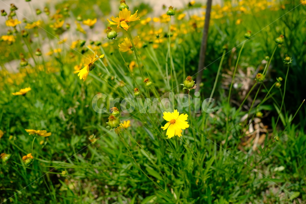 꽃,자연,flower,flowers,노란색,노란꽃,노랑색,노랑꽃