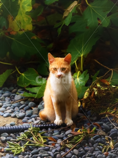 고양이,길고양이,거리,동물,길냥이,야생,동물,animal,포유류,mammal,고양이,cat,kitten,kitty