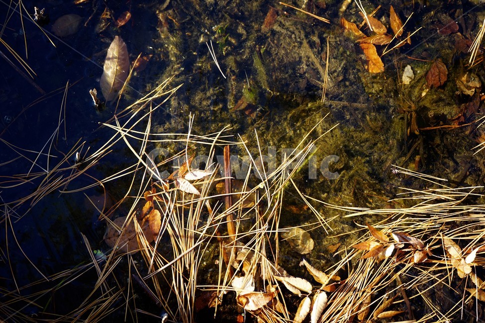 식물,얼음,겨울,추위,솔잎,nature,식물,자연,plants,nature
