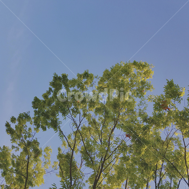tree,나무,plant,식물,vegetation,초목,식물,자연,plants,nature,나무,trees,wood