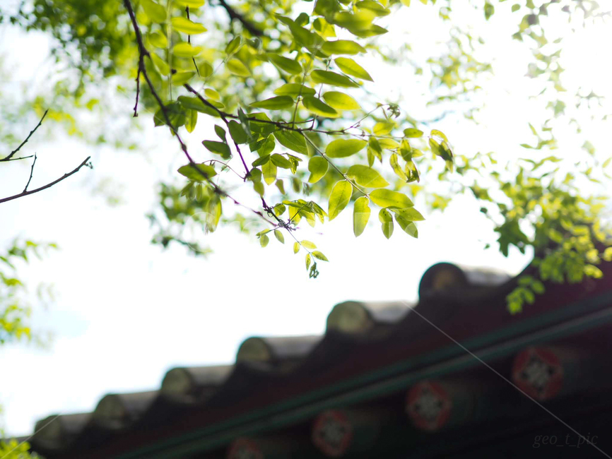 봄,초록,식물,나무,나뭇잎,싱그러움,빛,기와,한국,전통,한옥,풍경,경치,식물,자연,plants,nature,나무,trees,wood