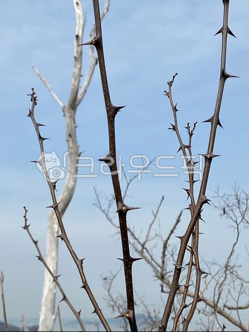 가시,겨울,나무,나뭇가지,쓸쓸함,공허함