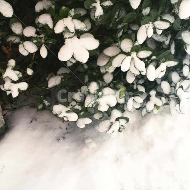 겨울,눈,나뭇잎,자연,쌓인눈,겨울,계절,winter,season,식물,자연,plants,nature