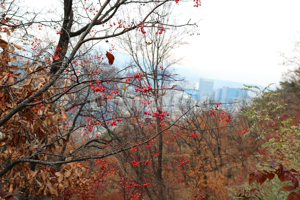 팥배나무,나무,식물,자연,열매,장미과,팥배열매,붉은열매,풍경,활엽수,낙엽수,가을,나뭇가지,남산,시내,건물,빌딩,전경,하늘,식물,자연,plants,nature,나무,trees,wood