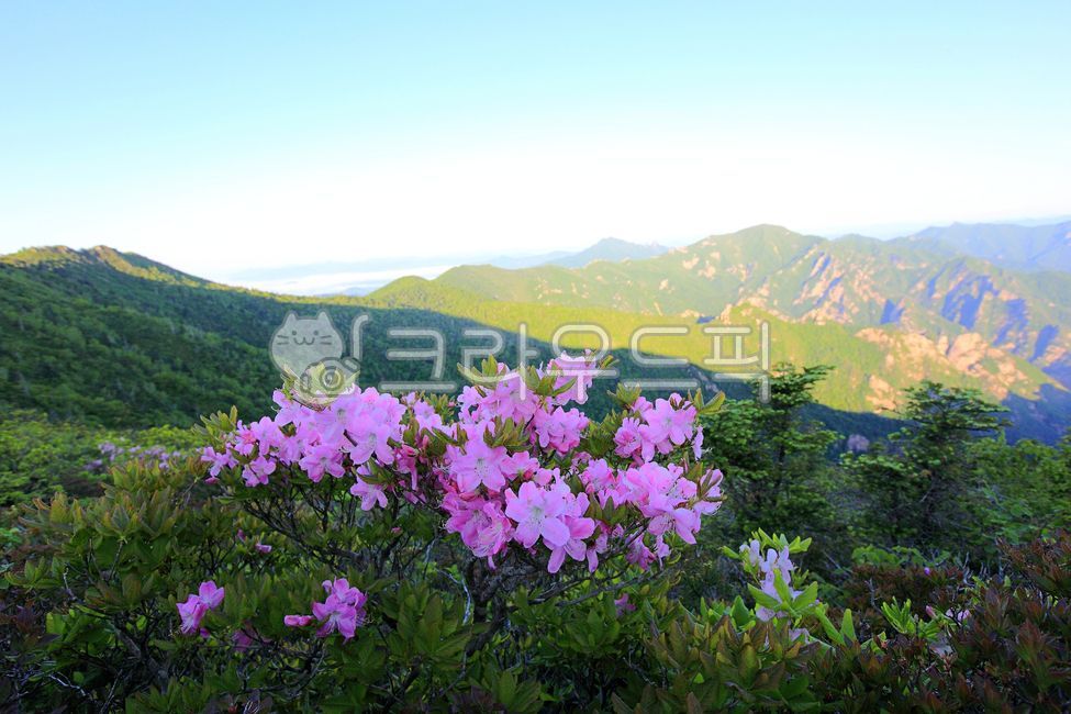 설악산,철쭉,분홍꽃,산,강원도,꽃,6월,자연,경치,풍경,설악산풍경,철쭉꽃,분홍색꽃,분홍철쭉,귀떼기청봉,서북능선,아침,야생화,녹색,성장,환경,생태,옥외,야외,flower,wildflowers,개화,outdoors,green,blossom,bloom,plant,식물,활짝핀,만개,아름다운,화사함,미