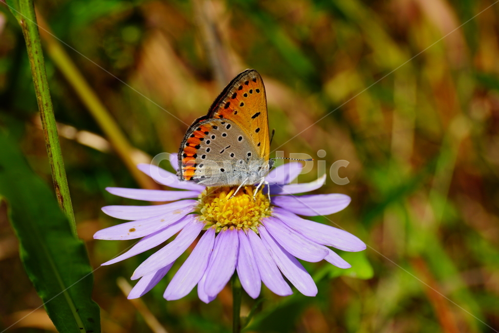 벌개미취,쑥부쟁이,나비,부전나비,곤충,벌레,꽃,플라워,자연,식물,butterfly,insect,flower,nature,bug,접사,클로즈업,closeup,macro,매크로,마크로,9월,가을,september,autumn,fall,꽃사진,가을꽃,가을,계절,fall,autumn,season,식물,자연,plants,nature,꽃,flower,동물,animal,곤충,벌레,insect,bug