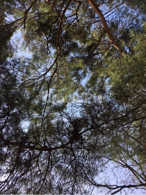 소나무,나무,하늘,tree,koreanredpine,휴식