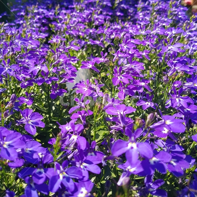 꽃,꽃잔디,보라색꽃,꽃밭,식물,보라색,purple,flower