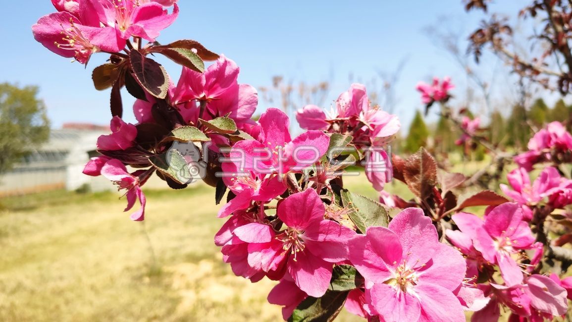 돌사과,꽃사과,사과꽃,꽃사과나무,벚잎꽃사과나무,malusfloribunda,plant,식물,blossom,flower,꽃