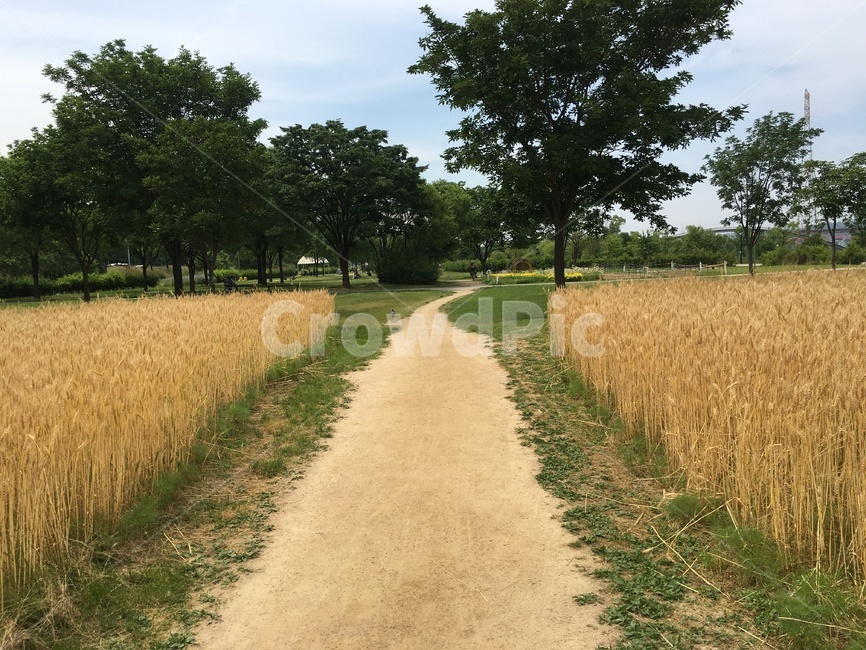 하늘공원,갈대밭,초가을,산책,나들이,길,선선한바람
