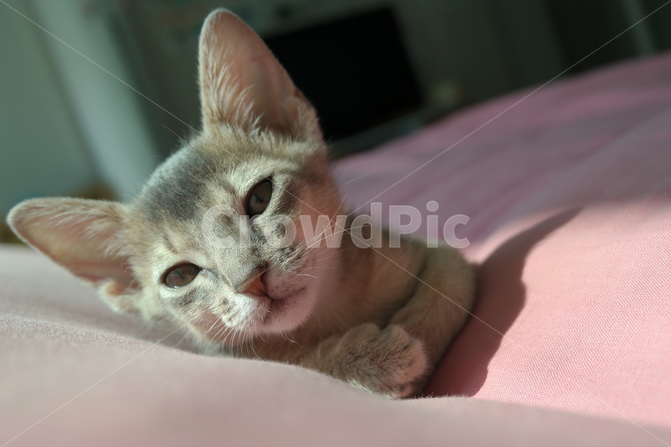 고양이,아비시니안,동물,냥이,반려동물,집고양이,아기,집사,시선,동물,animal,포유류,mammal,고양이,cat,kitten,kitty