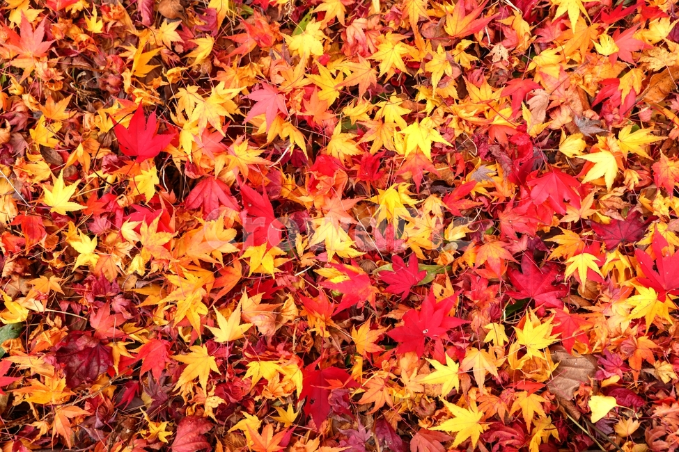 단풍,낙엽,가을,청량산,나뭇잎,가을,계절,fall,autumn,season,plant,식물,leaf,잎,tree,나무