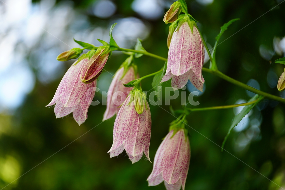 초롱꽃,식물,자연,플라워,flower,plants,nature,campanulapunctata,bellflower,6월,여름꽃,개화,만개