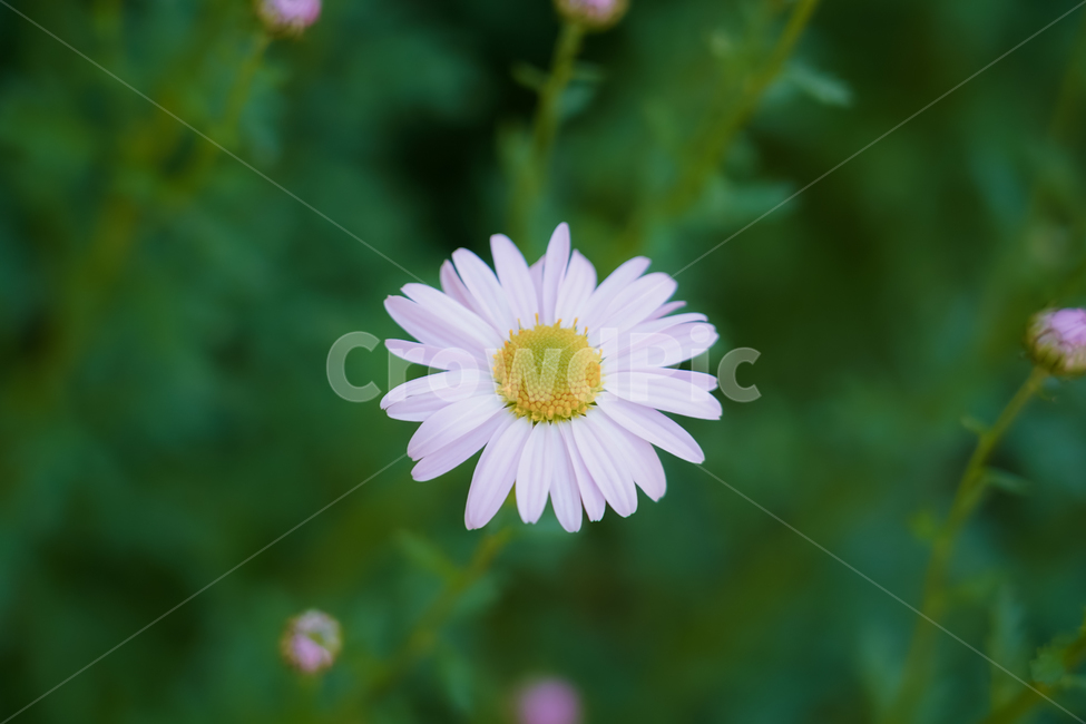 구절초,식물,꽃,가을,자연,접사,배경,plant,flower,nature,fall,꽃,flower