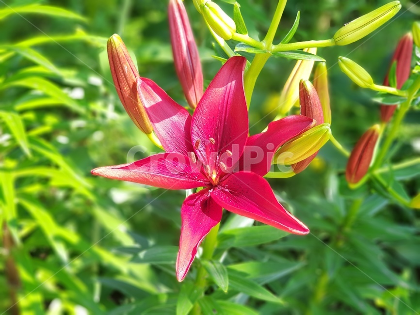 백합,분홍백합,꽃,핑크,분홍,여름,식물,자연,flower,pink,nature,계절,season,summer,화사한,꽃잎