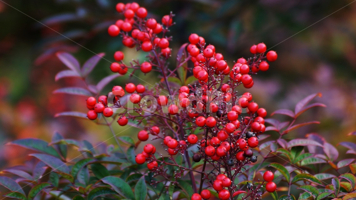 가을,나무,남천,식물,열매,식물,자연,plants,nature,과일,열매,fruit