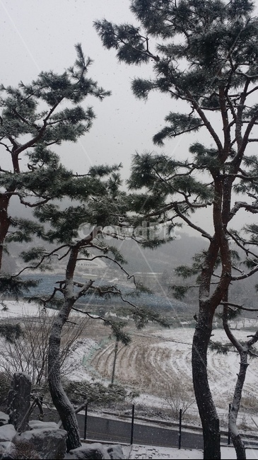 tree,나무,plant,식물,겨울,winter,snow,눈,pinetree,소나무,겨울,계절,winter,season,식물,자연,plants,nature,나무,trees,wood