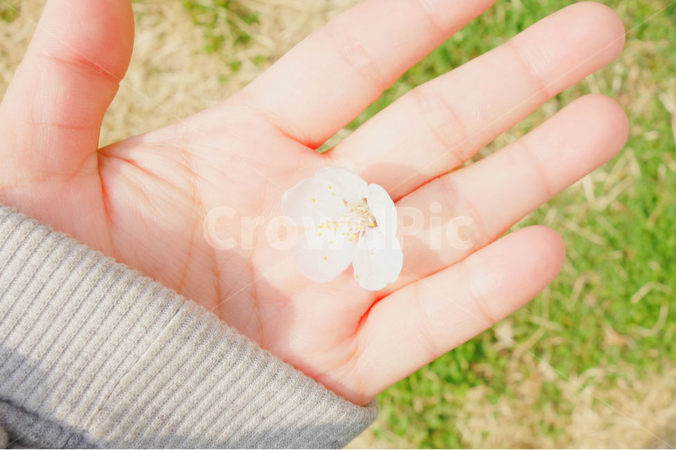 봄,감성사진,일상,풍경,꽃,매화,풍경사진,하늘,daily,sky,flower,spring,손,hand,봄,계절,spring,season,식물,자연,plants,nature,꽃,flower,휴식,힐링,rest,relaxation,healing,plant