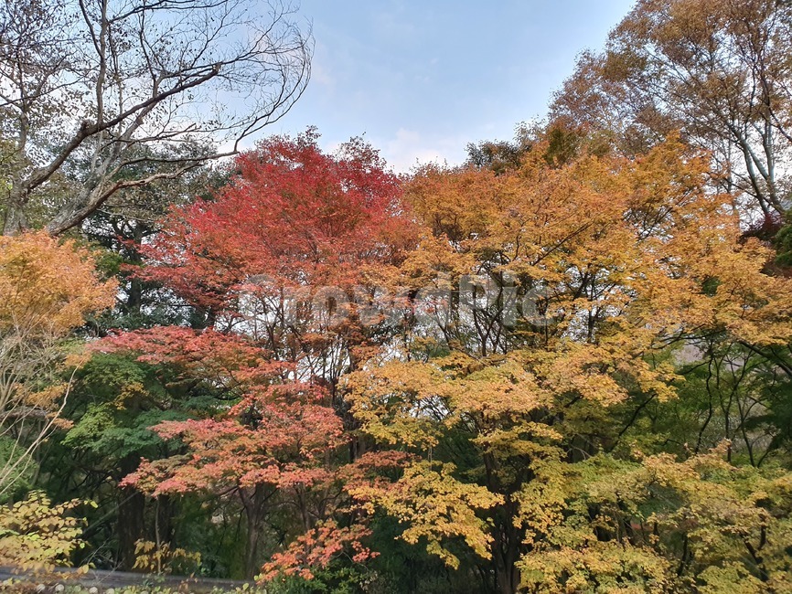 단풍나무,그라데이션,tree,나무,maple,단풍,산,숲속
