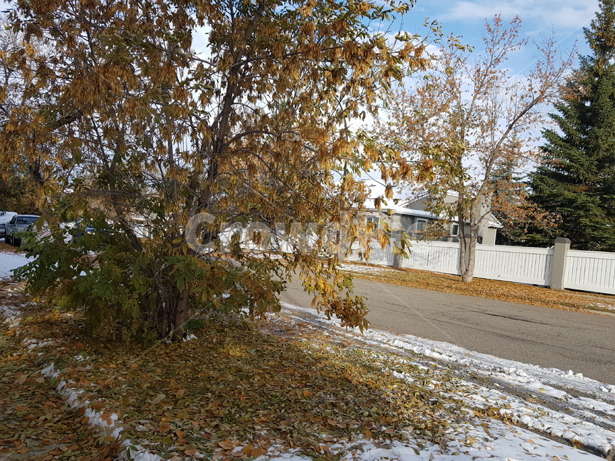 낙엽,눈,풍경,나무,snow,해외,외국,세계,foreign,oversea,world