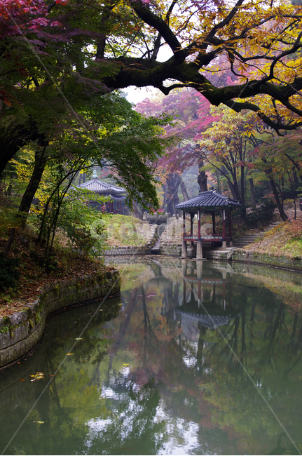 창덕궁후원,관람정,고궁,건축,전통건축,traditional,전통,가을,fall,나무,식물,plant,단풍,잎,풍경,가을,계절,fall,autumn,season,한국전통,한국문화,korean traditional,korean culture,랜드마크,landmark,tourist attraction,한국랜드마크,한국관광지,한국명소,korea landmark,korea tourist attraction