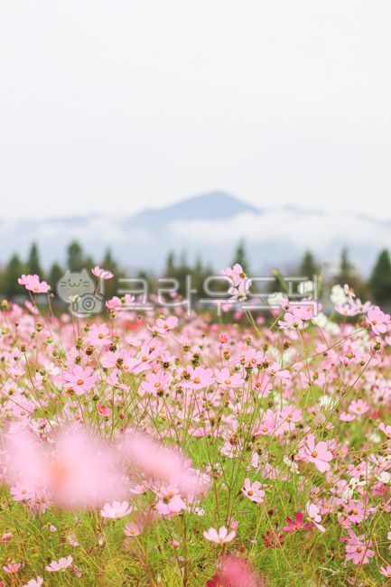 outdoor,fall flowers,flower garden,autumn,Cosmos,flower