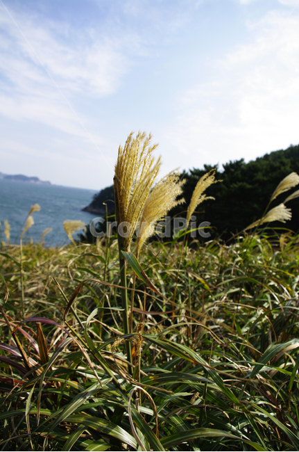 풀,억새,식물,잡초,plant