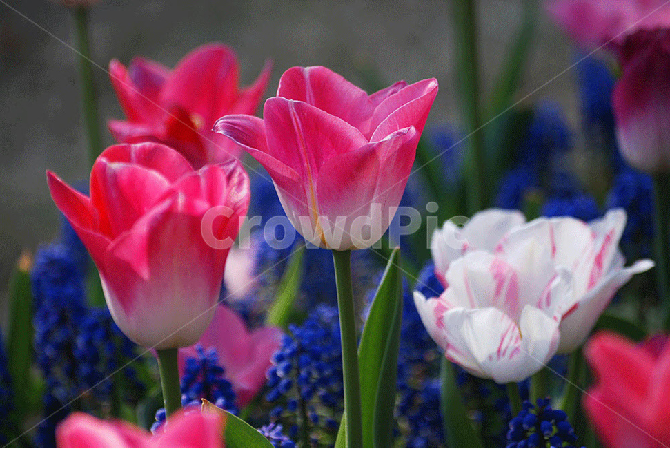 꽃,봄,자연,flower,접사,식물,자연,plants,nature,꽃,flower