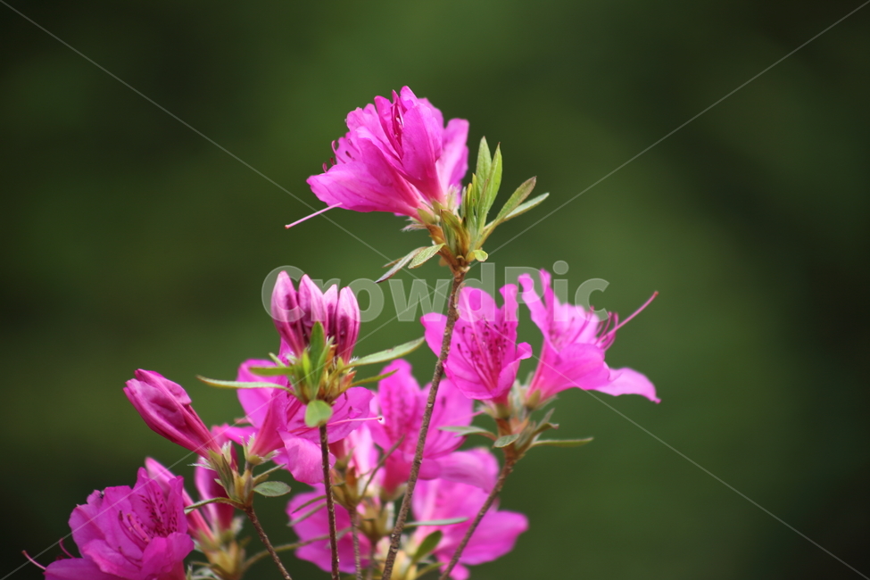 철쭉,철쭉나무,봄,smilerosebay,royalazalea,식물,자연,plants,nature,꽃,flower
