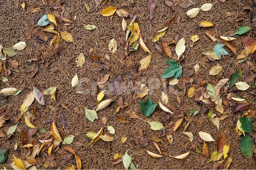 가을,낙엽,외로움,자연,계절,fallenleaves,autumn,nature,가을,계절,fall,autumn,season,ground,바닥,plant,식물,leaf,잎
