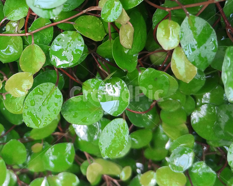 동그란잎,트리안,식물,화초,파릇파릇한,생기있는,잎,leaf,plant,식물,자연,plants,nature
