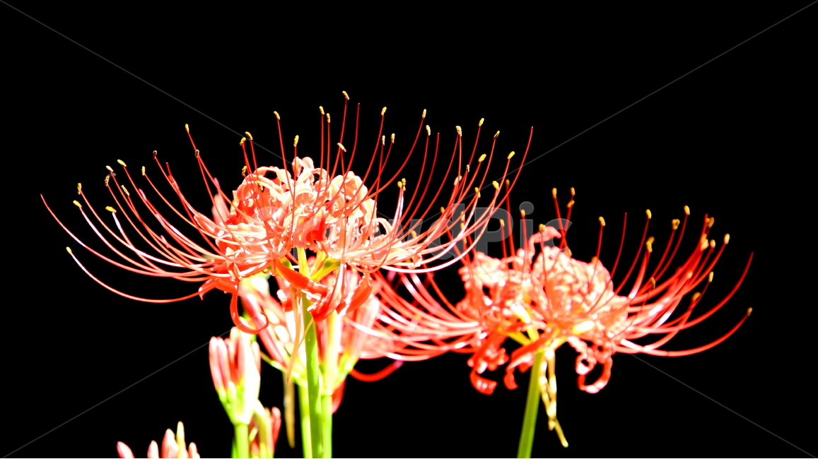 꽃,계절,가을,식물,상사화,식물,자연,plants,nature,꽃,flower