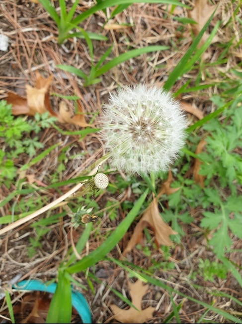 민들레씨,꽃씨,여름,꽃,씨
