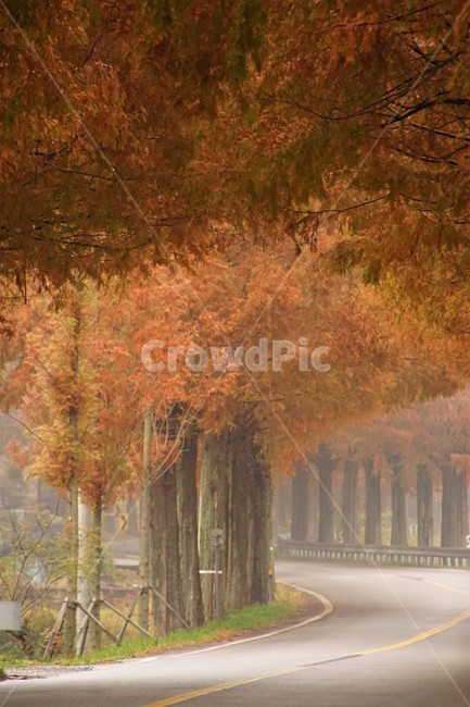 가을,메타세콰이어길,단풍,자연,나무,식물,오렌지색,길,가로수,안개,nature,autumn,fall,trees,자연풍경,한국자연풍경,orangecolor,감성,emotion,plant,maple,가을,계절,fall,autumn,season,자연,풍경,nature,landscape,tree