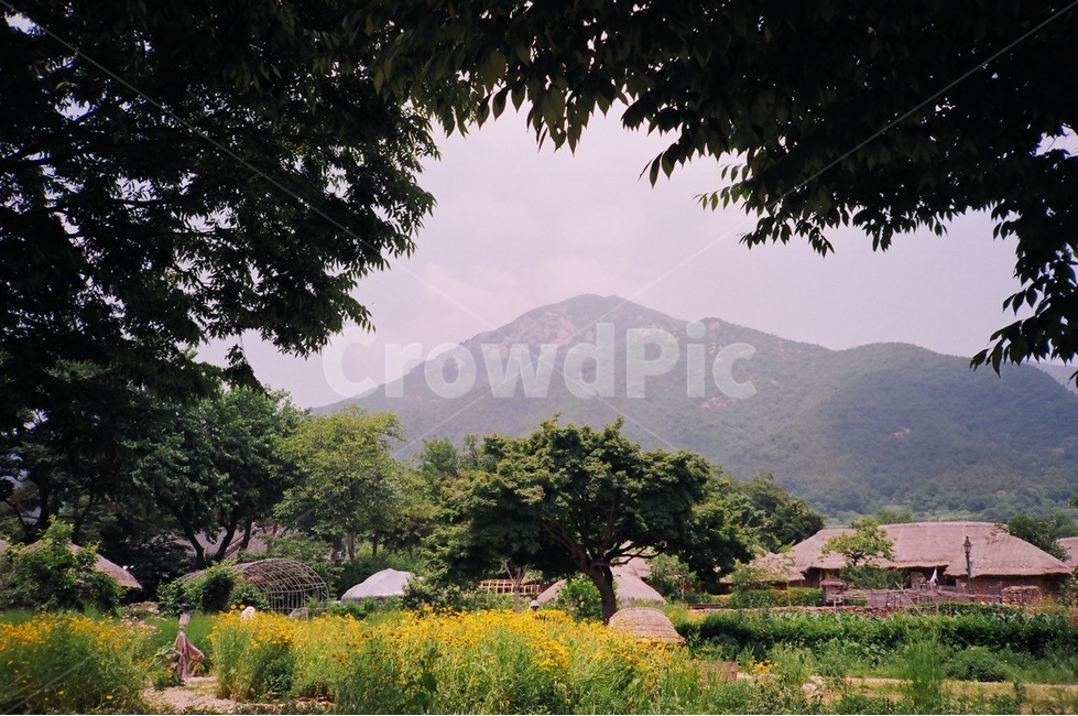 초록,감성사진,자연,필름사진,필름,여름,자연,풍경,nature,landscape,한국자연풍경,한국자연경관,korea nature landscape,감성,sensible,feeling,outdoors,옥외