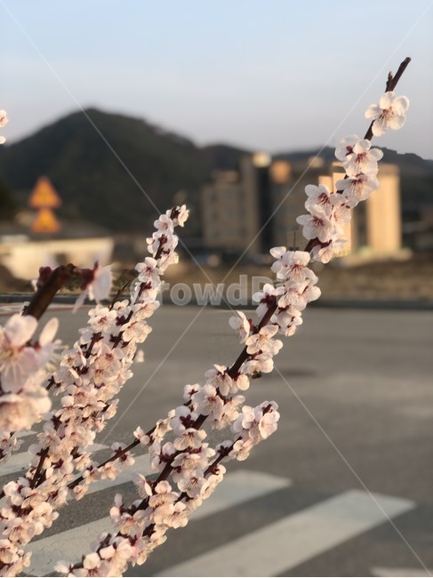 벚꽃,꽃잎,분홍꽃,분홍꽃잎,봄의시작