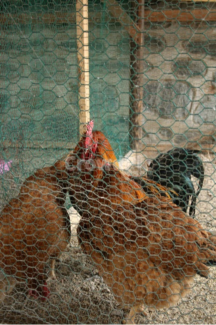한국,닭장,닭,초가지붕,전통,옛날,조류,새,동물,animal,조류,새,birds