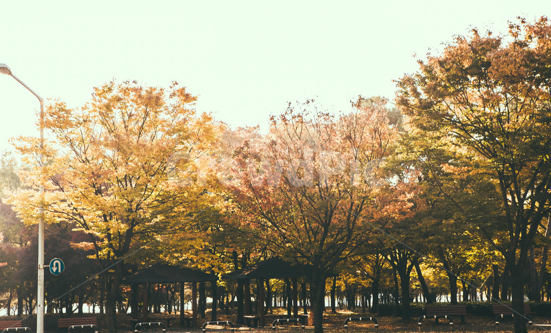 tree,나무,plant,식물,maple,단풍,가을,가을,계절,fall,autumn,season,자연,풍경,nature,landscape
