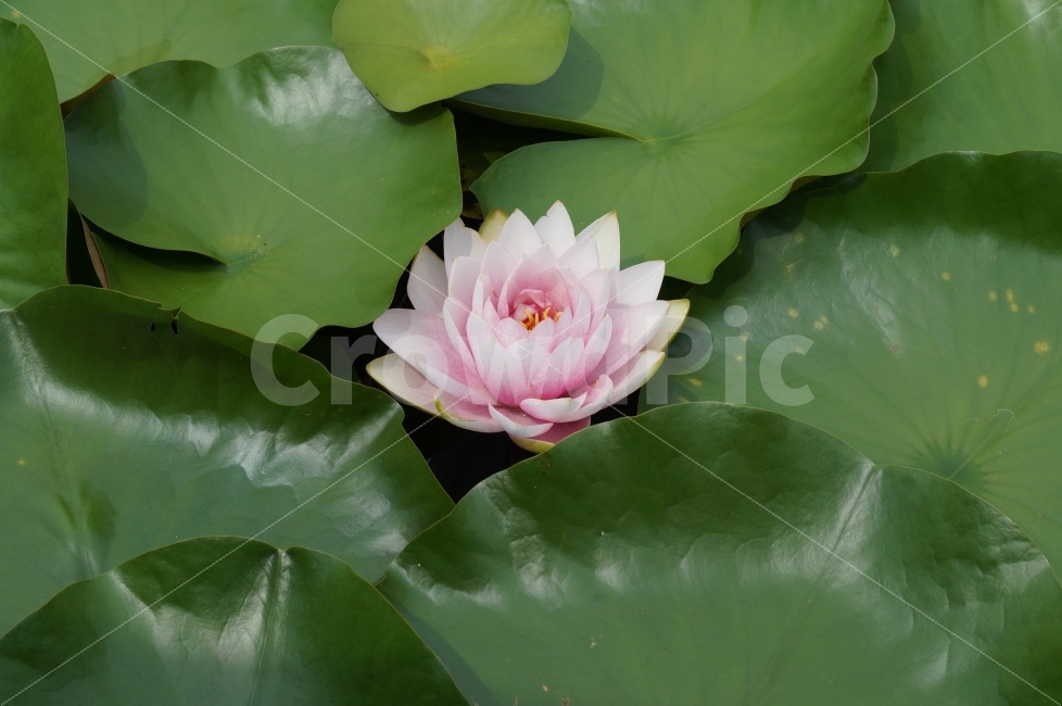 연꽃,연꽃축제,고성,꽃,꽃사진,식물,자연,plants,nature,꽃,flower
