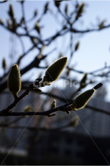 목련,나무,꽃봉오리,봄,봄날,봄풍경,봄꽃,감성,spring,flower,봄길,산책,봄나들이,식물,봄,계절,spring,season,식물,자연,plants,nature,꽃,flower,sprout,새싹,bud,싹,blossom,plant