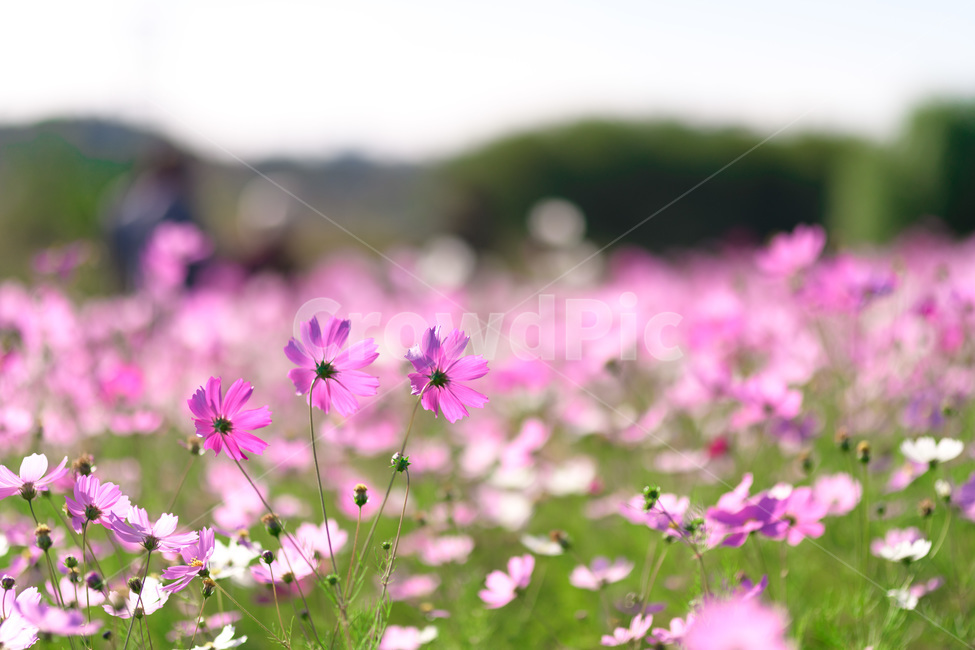 코스모스,분홍,꽃,가을,감성,보케,식물,가을,계절,fall,autumn,season,식물,자연,plants,nature,꽃,flower,geranium,제라늄,blossom,plant