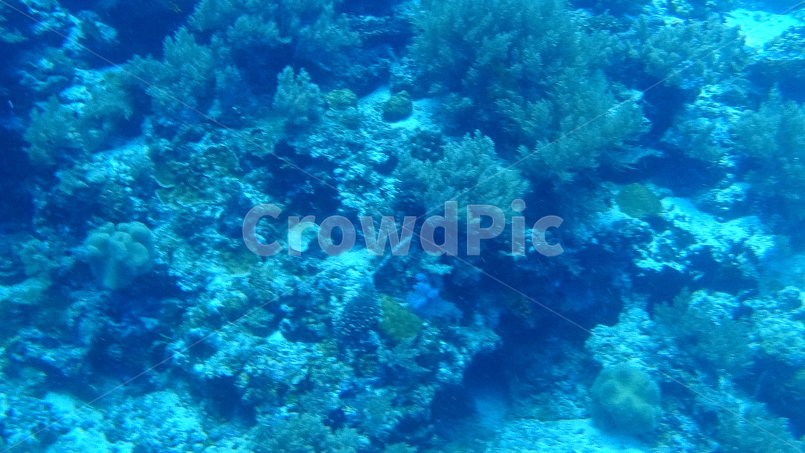 water,물,sea,바다,nature,자연,ocean,대양,해양생물,reef,암초,animal,동물,scubadiving,스쿠버다이빙,sport,스포츠,해양스포츠,sealife,coralreef,산호초,물고기,fish