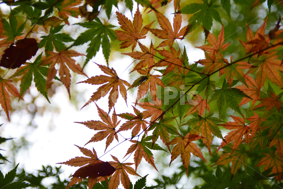 단풍,단풍나무,나뭇잎,잎,가을,단풍잎,청단풍,maple,leaf,leaves,autumn,가을,계절,fall,autumn,season,plant,식물,tree,나무