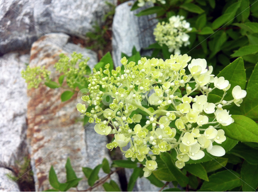 꽃,잎사귀,나무,꽃나무,leaf,flower,정원,garden,white,식물,자연,plants,nature,꽃,flower