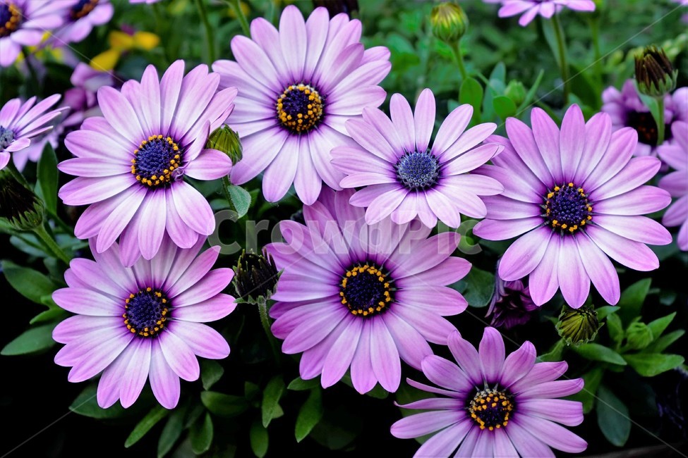 봄,bloom,꽃,식물,자연,화사함,꽃향기,colorful,floral,flower,gardenflowers,happymind,life,nature,plant,spring,오스테오스펄멈,아프리카원산,아프리칸데이지,garden,Osteospermum,디모르포테카,데모루,오스테오스퍼멈,식물,자연,plants,nature,꽃,flower