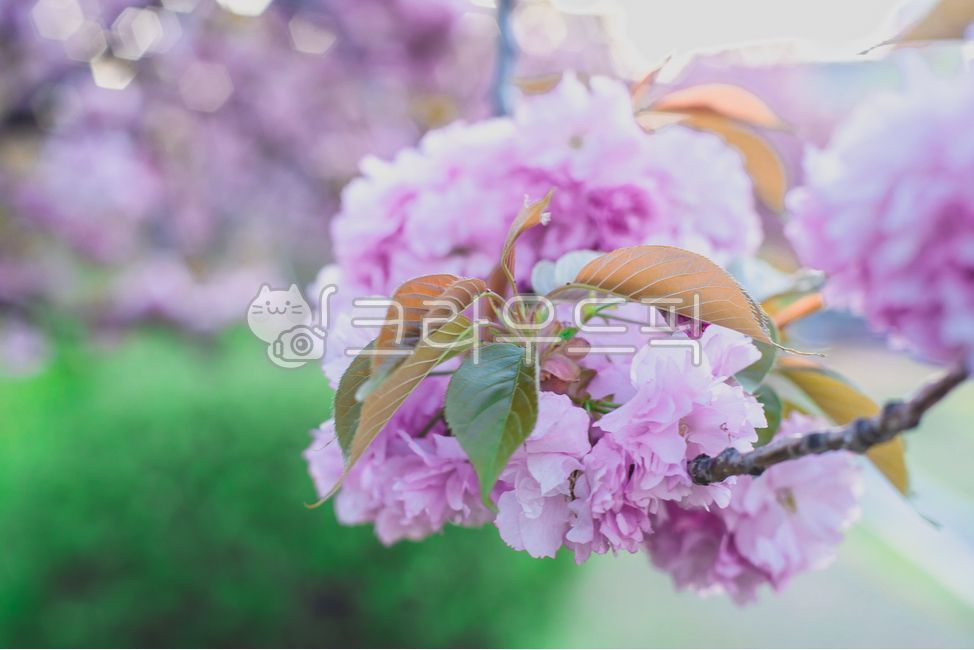 pink,Cherry Blossom,emotional flower,cherryblossoms,Boramae,out of focus,double cherry blossom road,spring,spring flowers,Double cherry blossoms,healing,Emotional flower road,season,Emotion,bokeh of light,Boramae Park,blossom,green,nature,tree,pink flower
