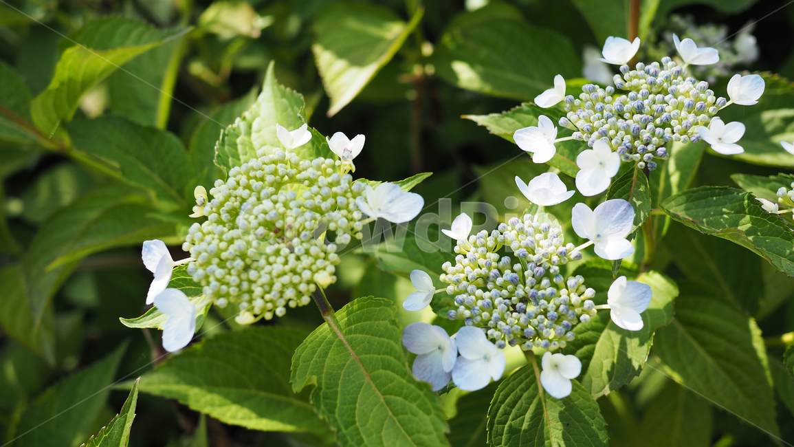 야생화,꽃,green,wildflower,flowers,공원