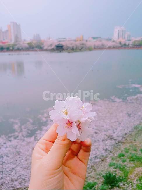꽃,봄,벚꽃,손,강,꽃잎,하늘,자연,봄,계절,spring,season,plant,식물